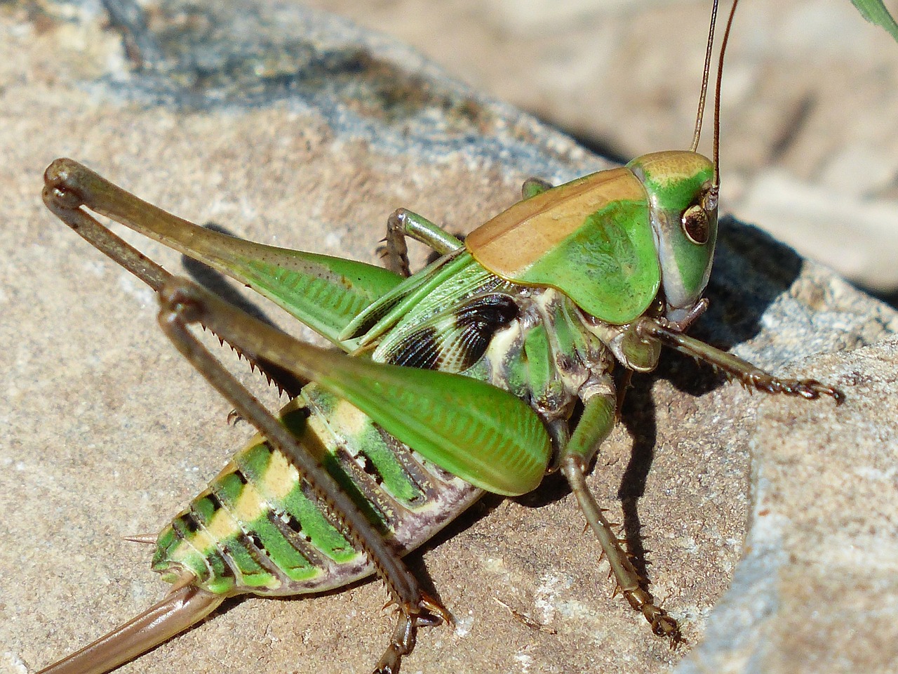 Image - grasshopper green close macro