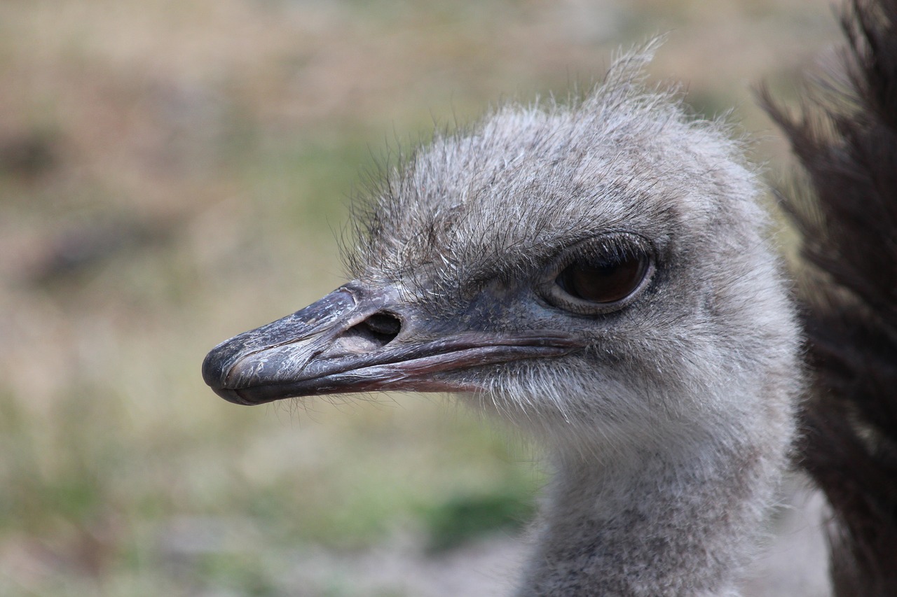 Image - ostrich head african ostrich ostrich