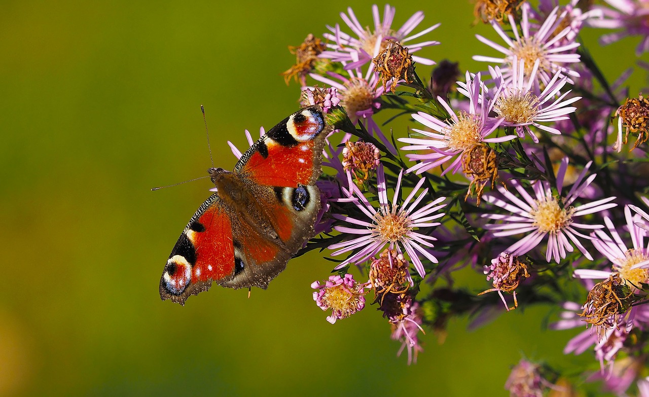 Image - butterflies peacock insects nature