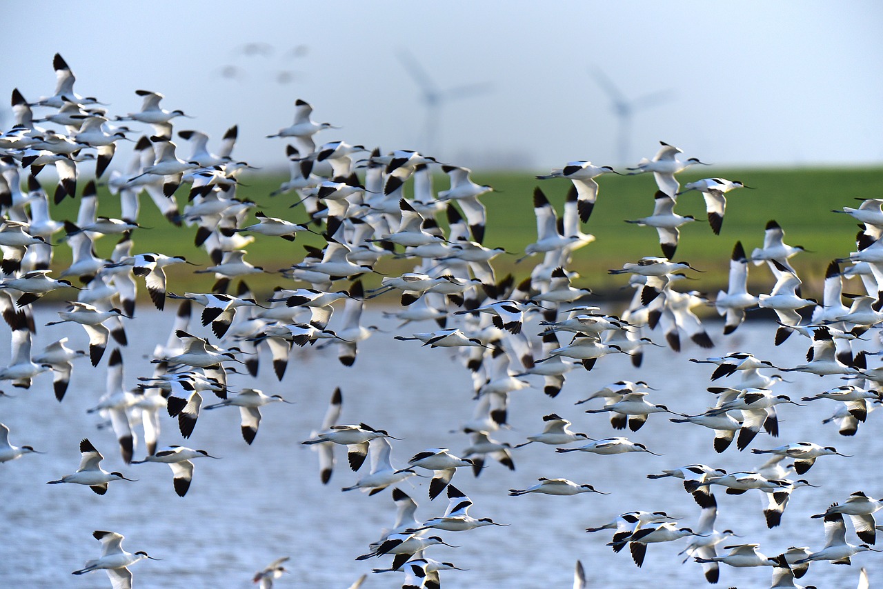 Image - avocet north sea bird migration