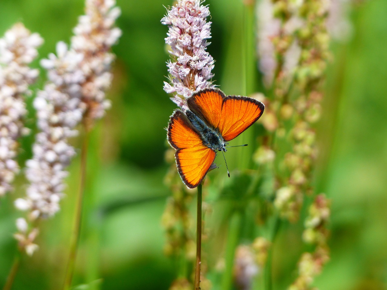 Image - large copper butterfly red orange