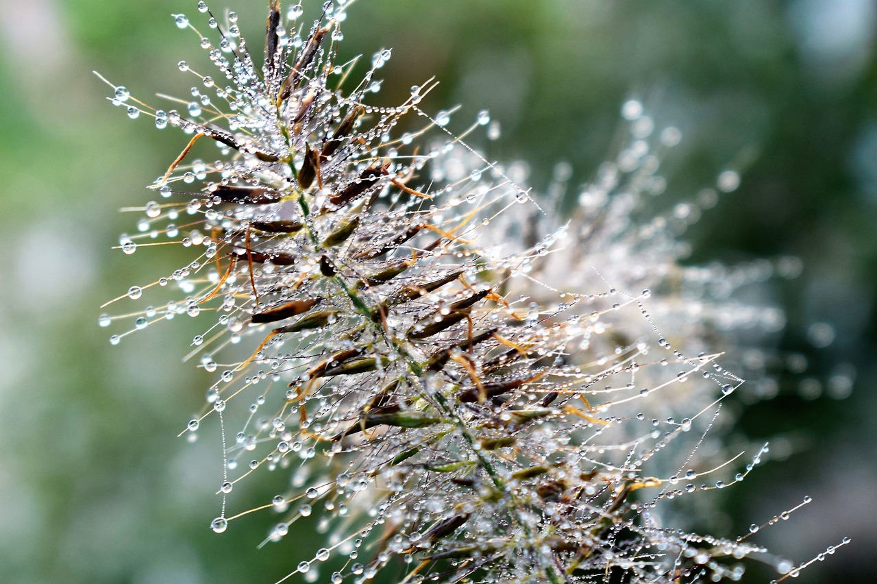 Image - drop of water dew dewdrop autumn