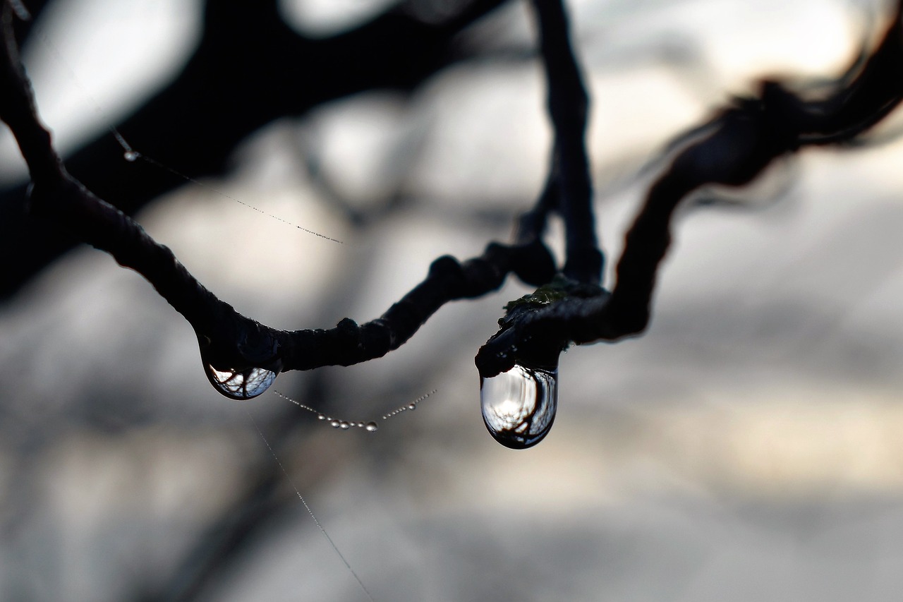 Image - drop of water dew dewdrop autumn