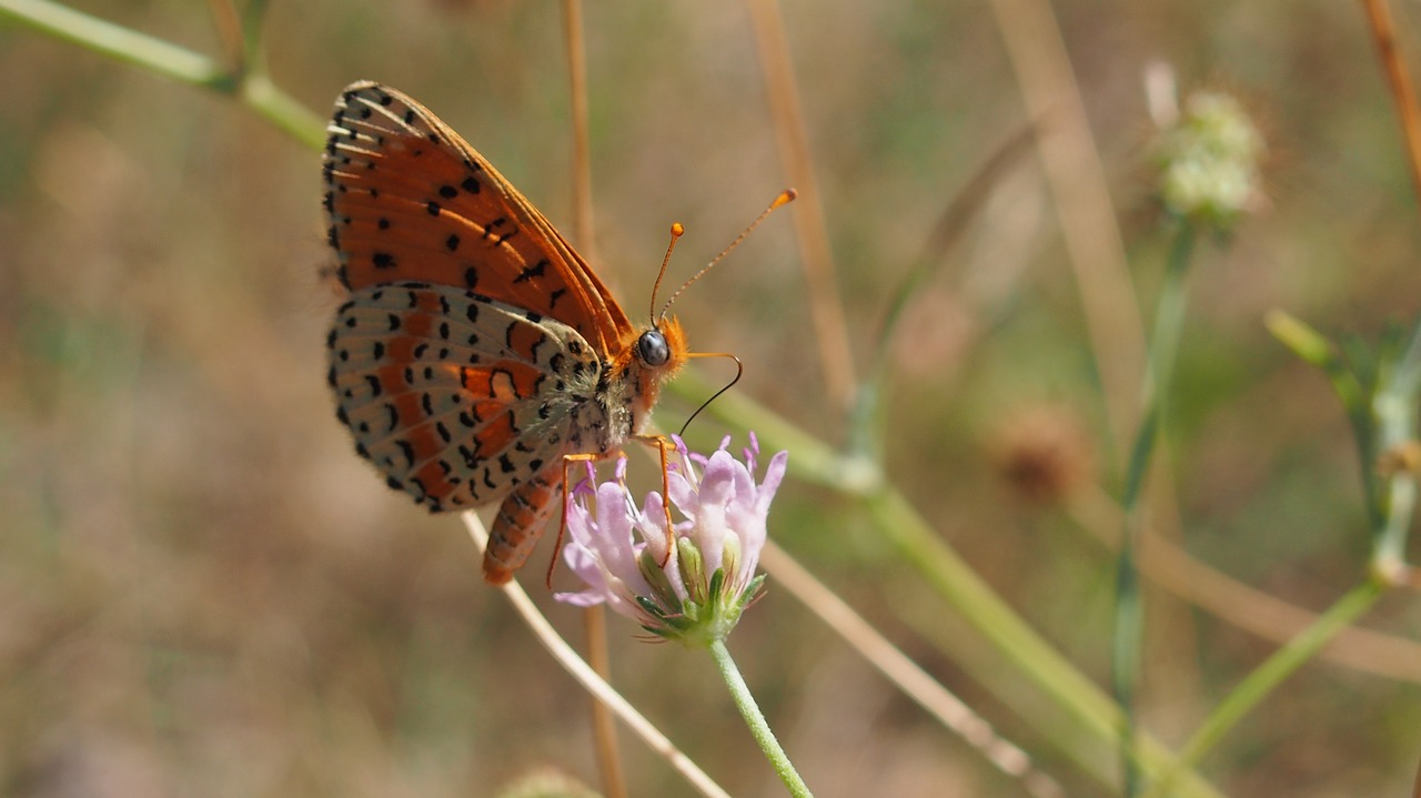 Image - butterfly macro nature provence