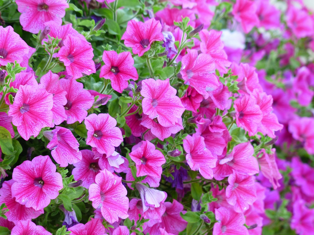 Image - petunia flower blossom bloom pink