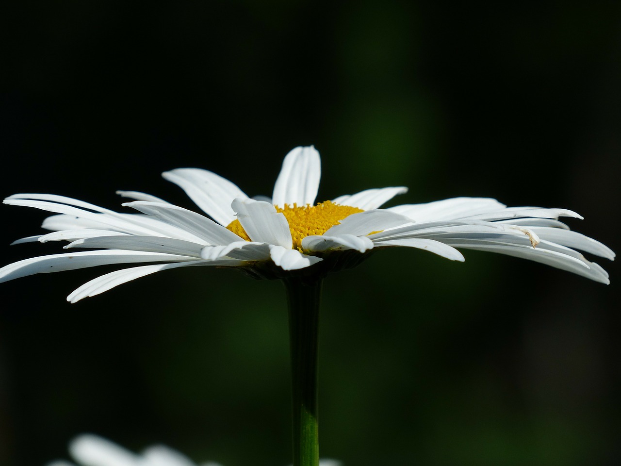 Image - flowers white meadows margerite