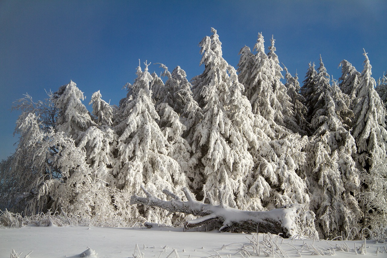 Image - winter snow wintry hochrhoen