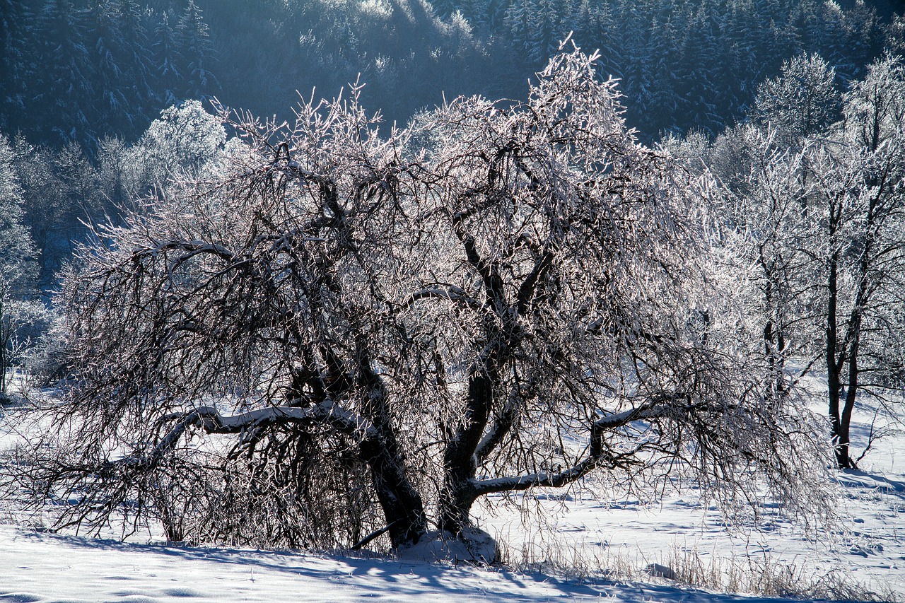 Image - winter snow wintry hochrhoen