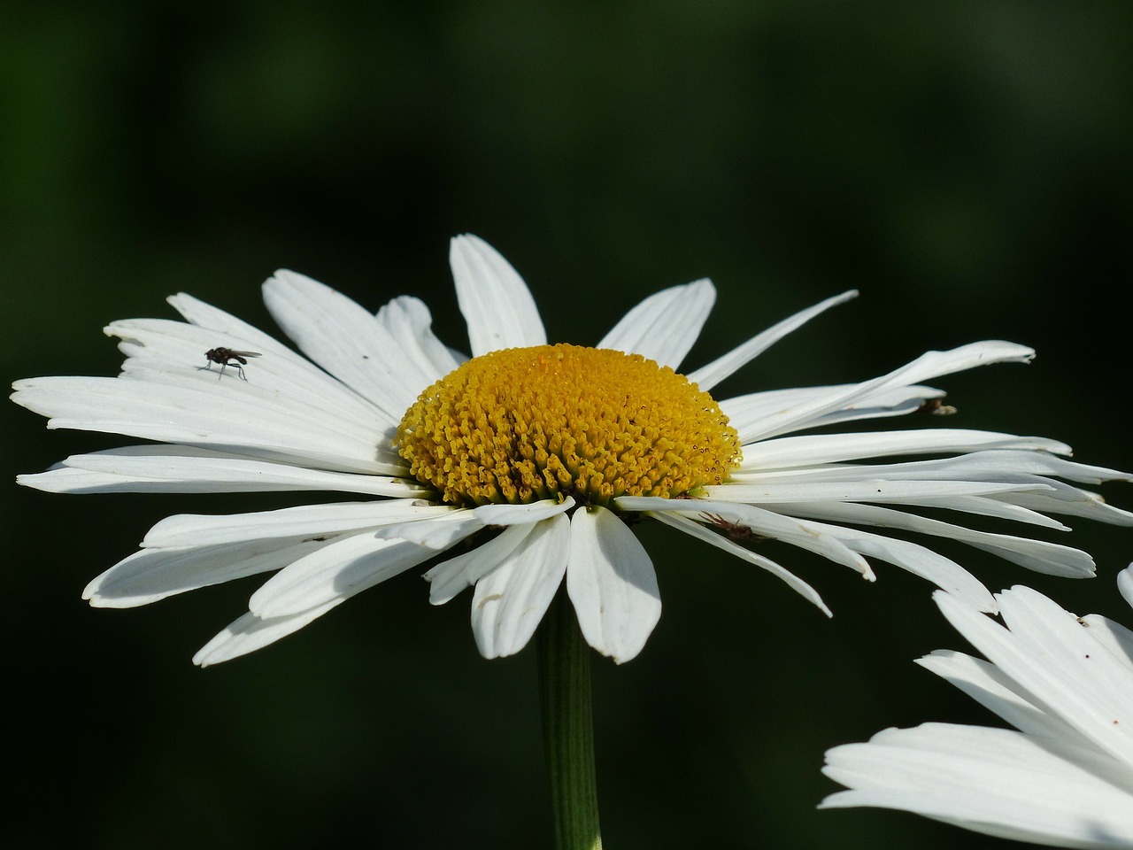 Image - flowers white meadows margerite