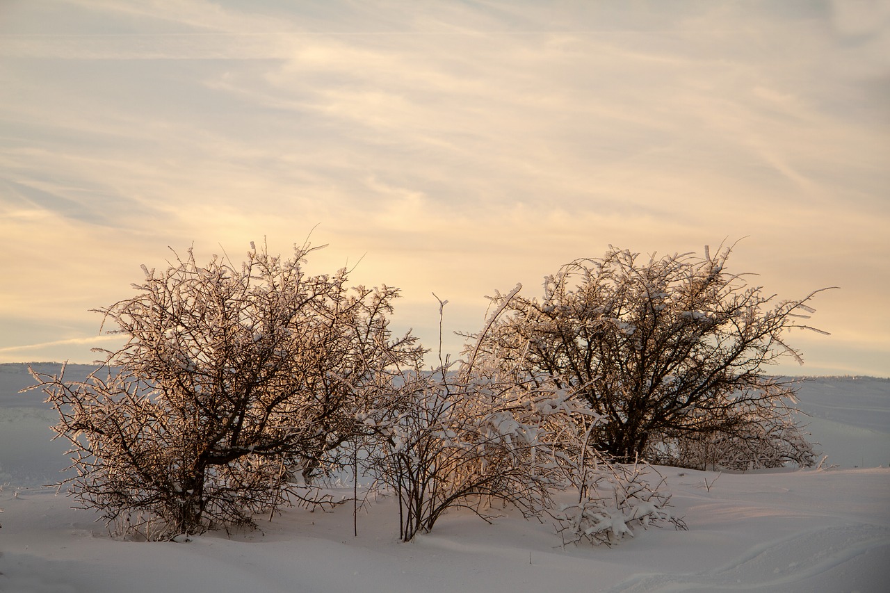Image - winter snow wintry hochrhoen