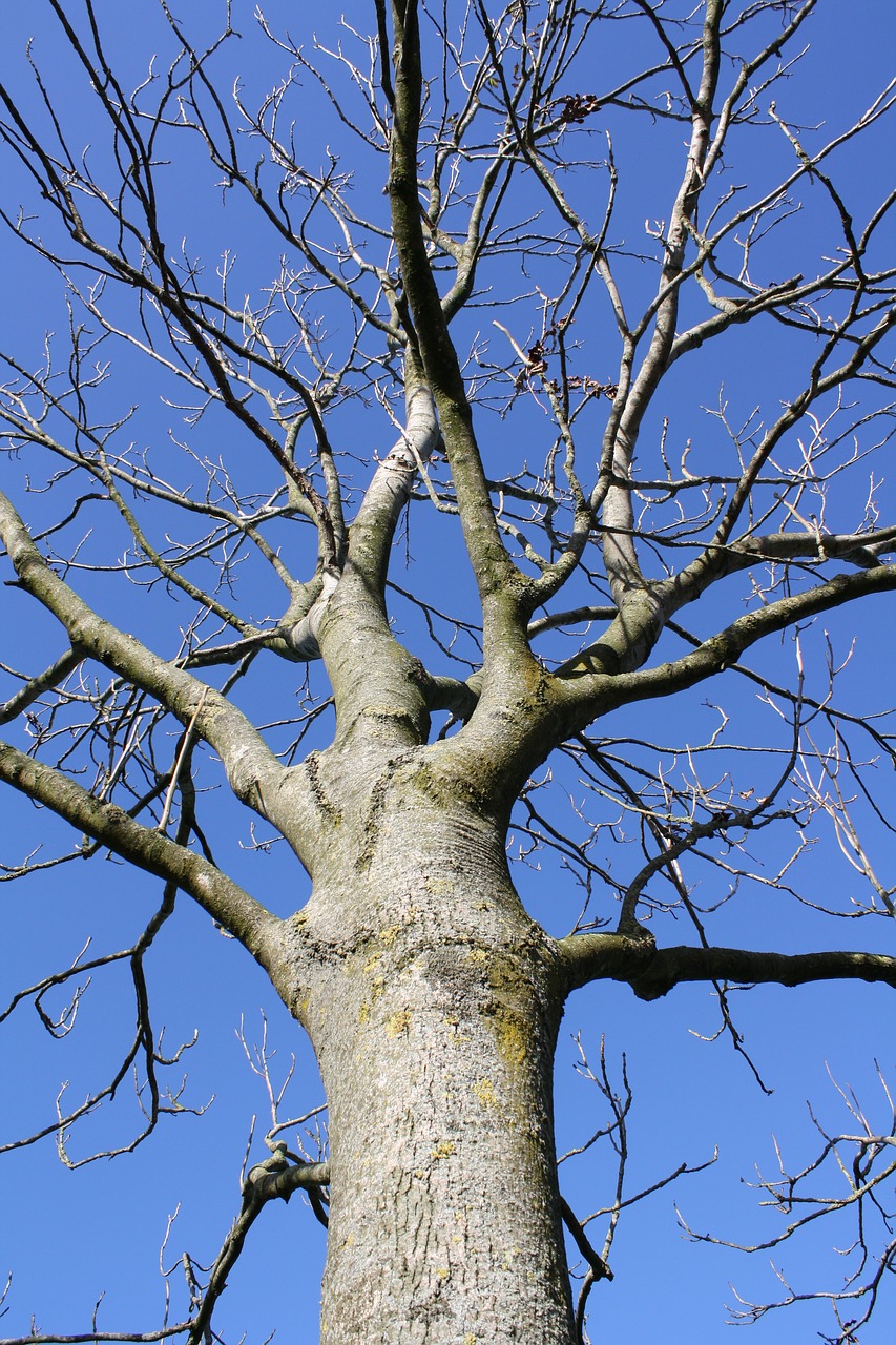 Image - tree oak nature blue sky season