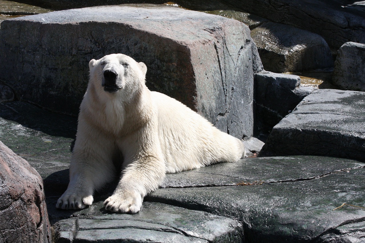 Image - polar bear wildlife fur