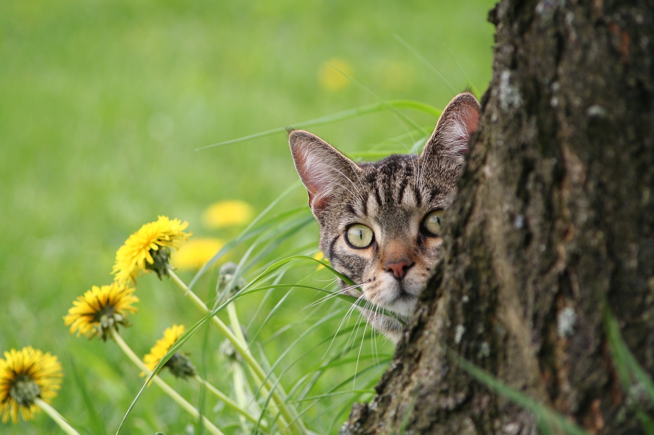 Image - domestic cat brindled tomcat