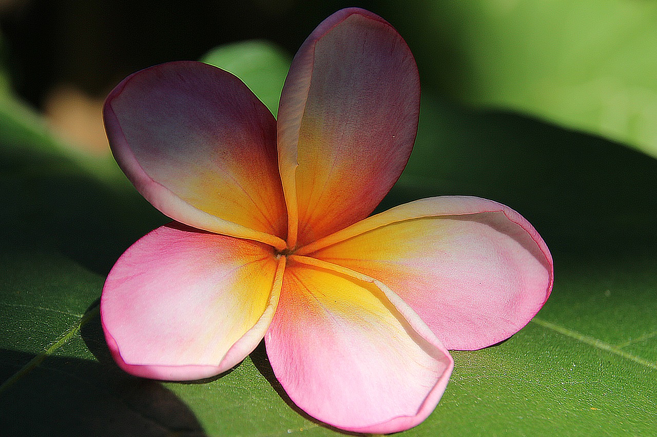 Image - plumeria flower yellow light