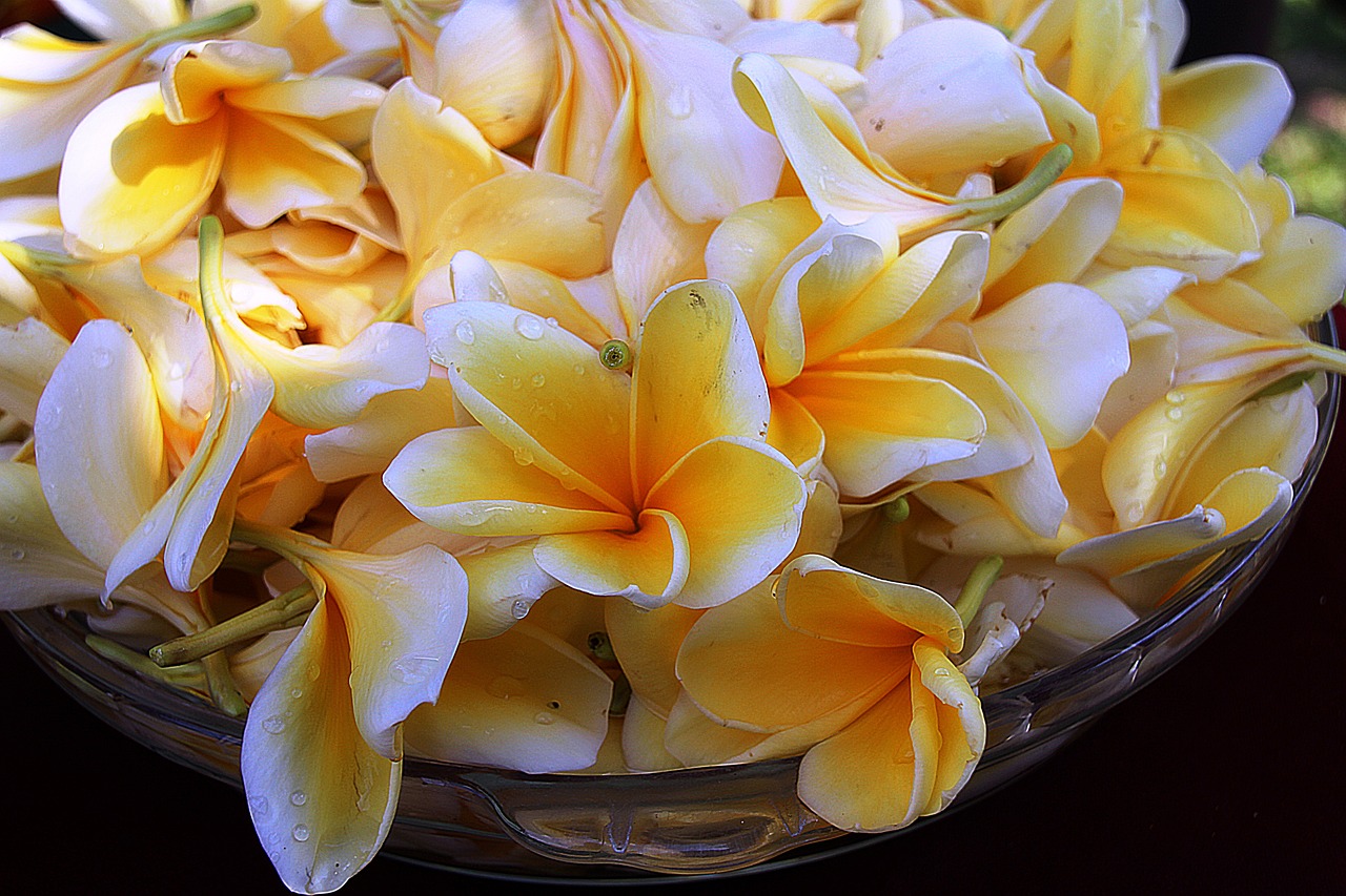 Image - plumeria flower yellow light