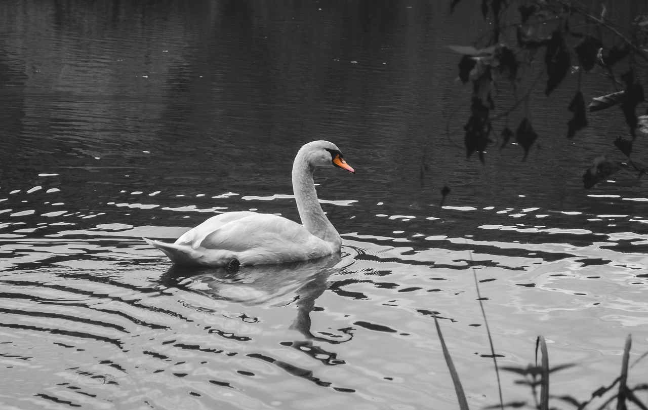 Image - swan pond water bird water bird