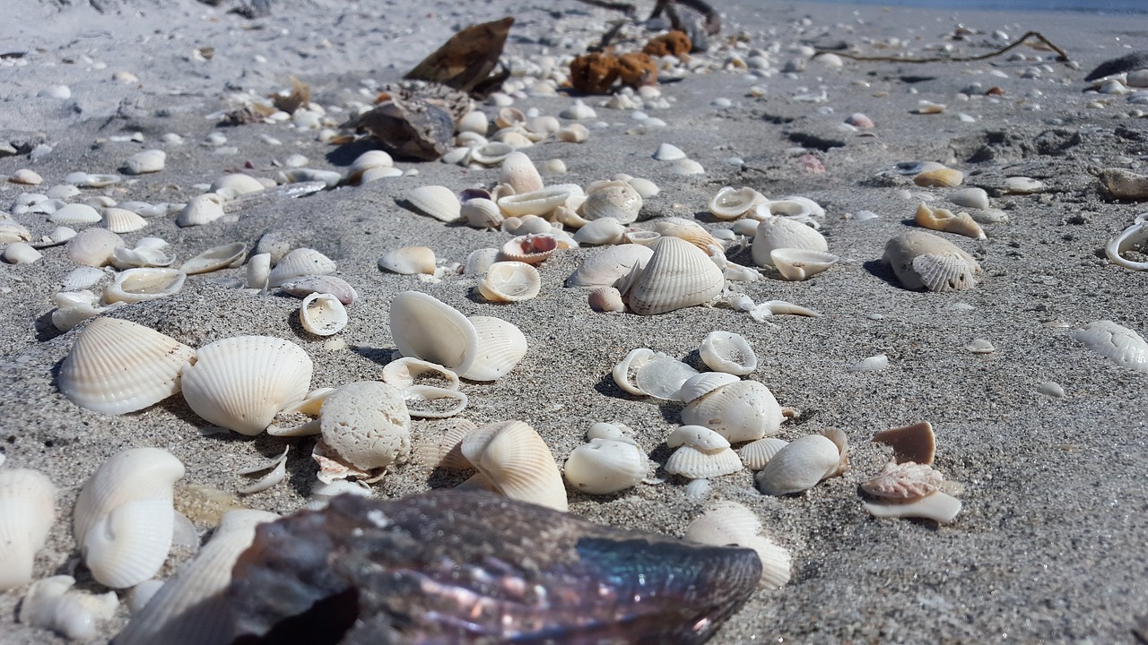 Image - sea oysters mussels beads