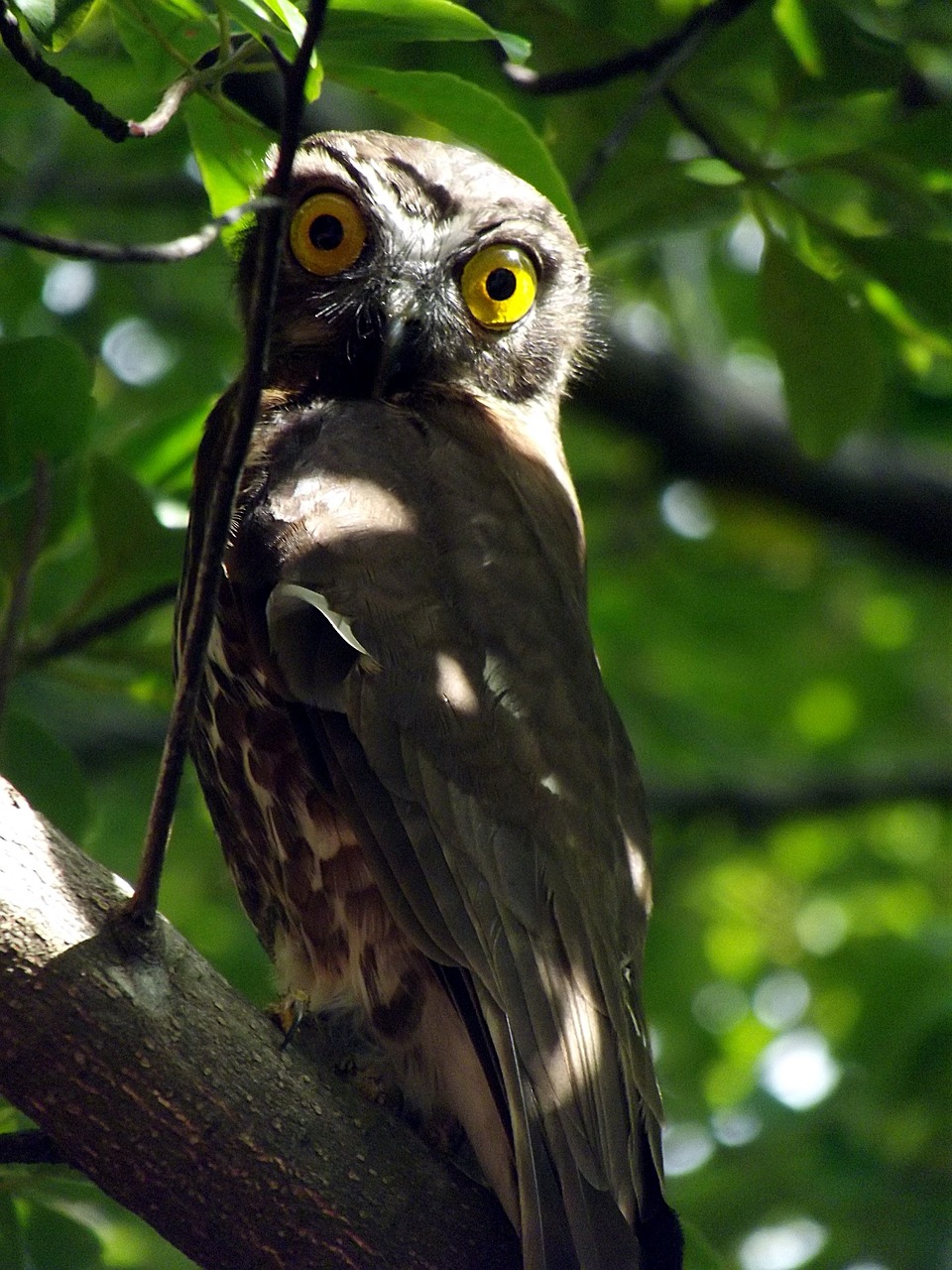 Image - owl tree predator eyes wildlife