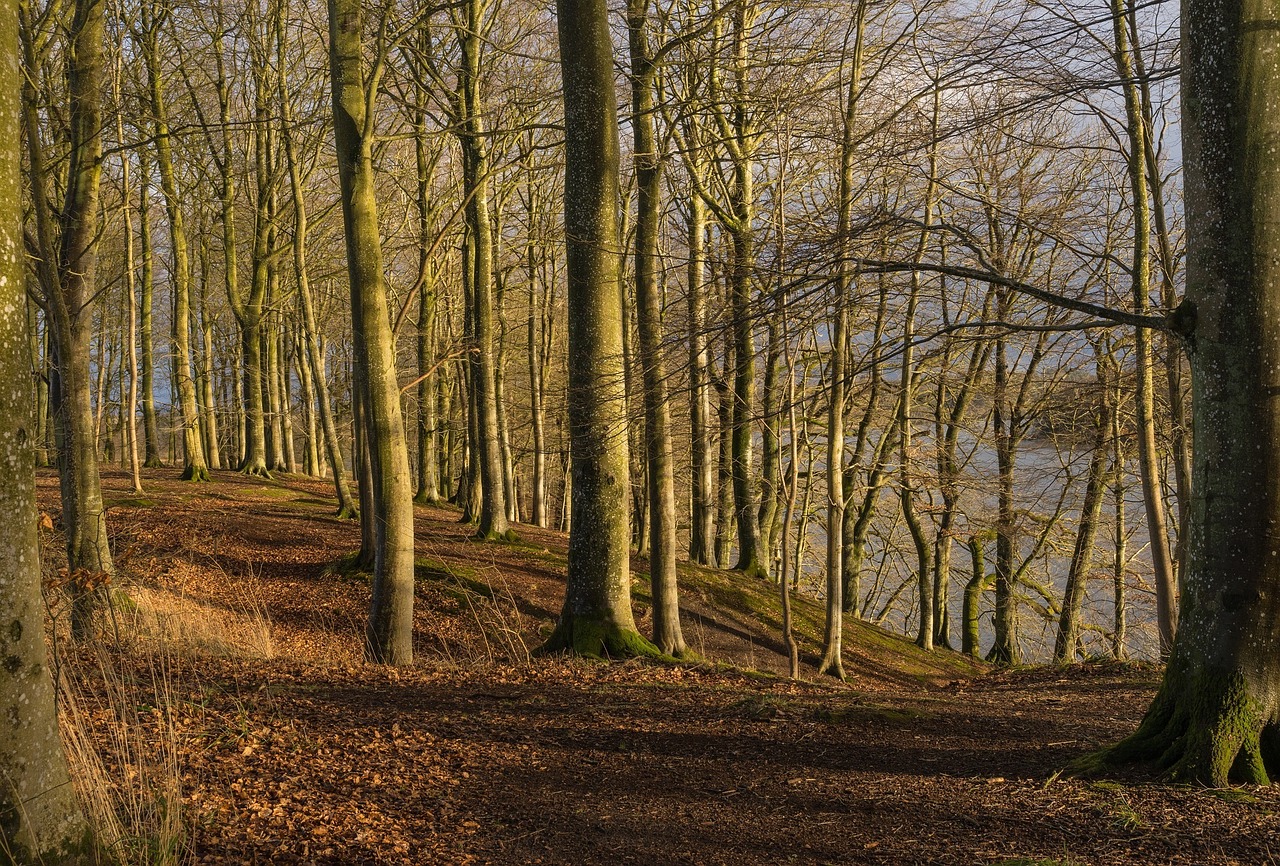 Image - trees forest landscape scenic