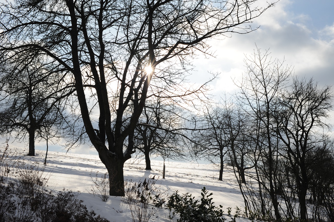 Image - eberdingen winter sun tree nature