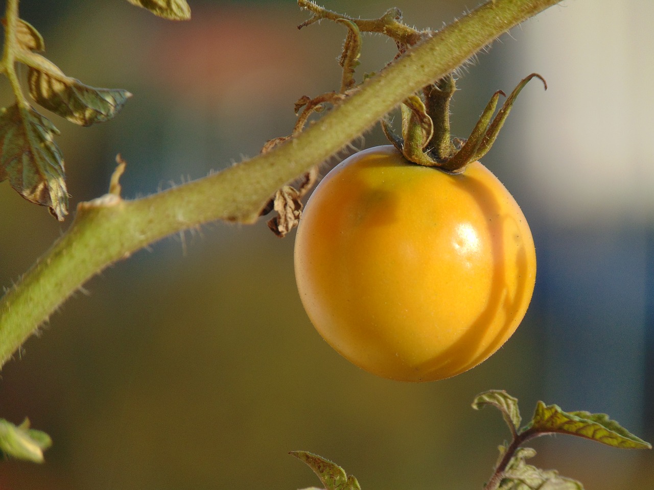 Image - tomatoes vegetables plant crop