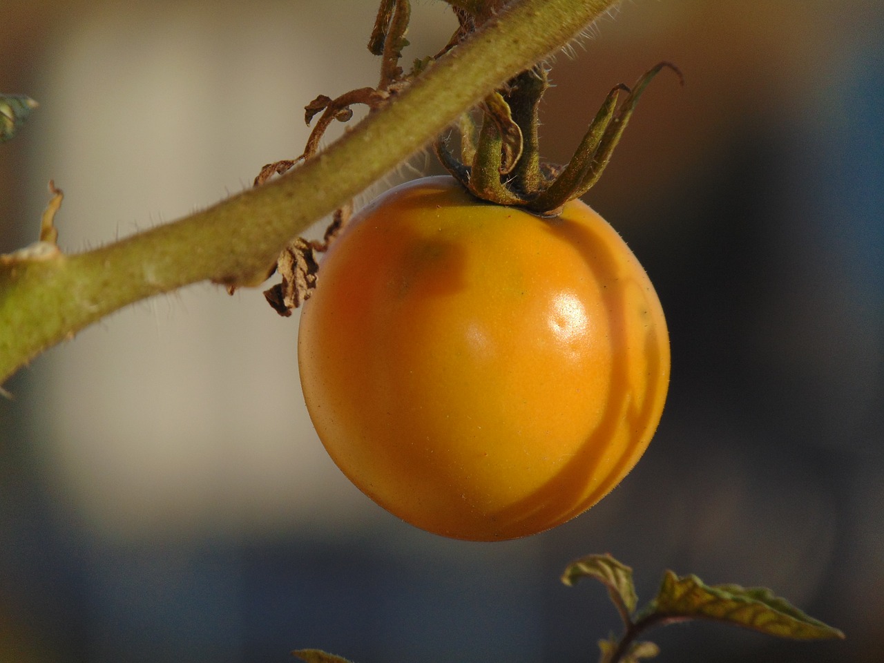 Image - tomatoes vegetables plant crop