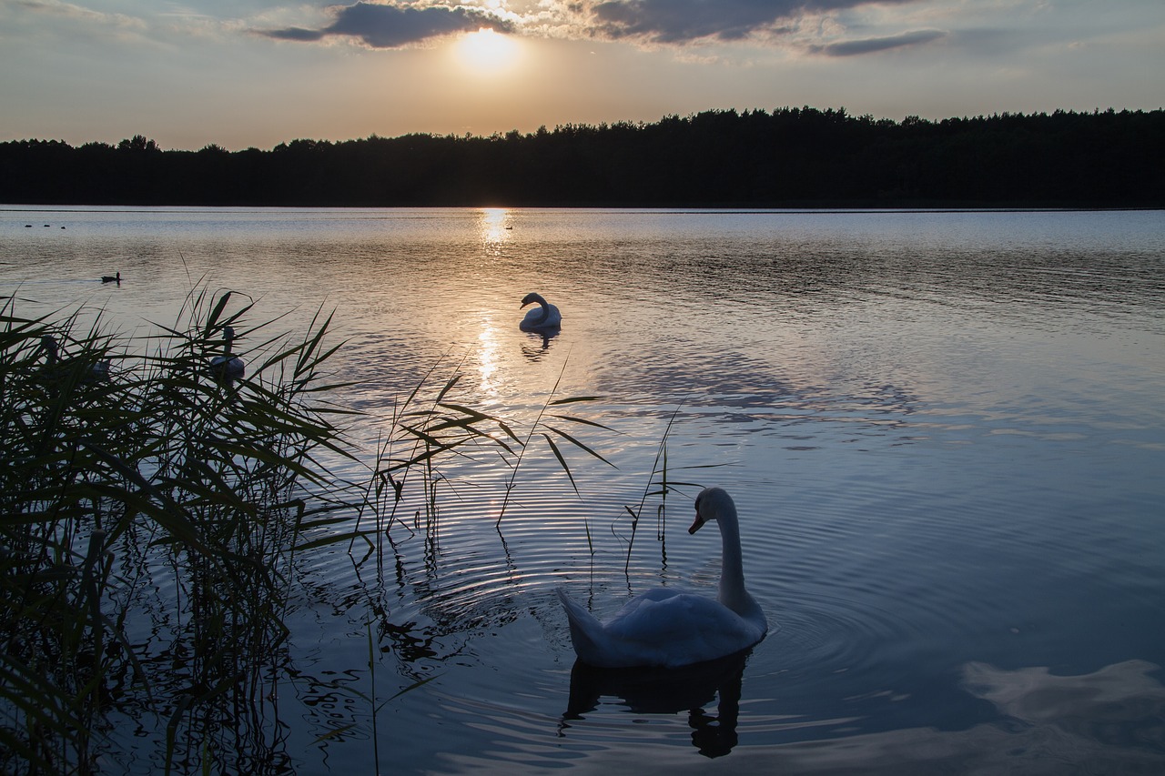 Image - müritz mecklenburgische seenplatte