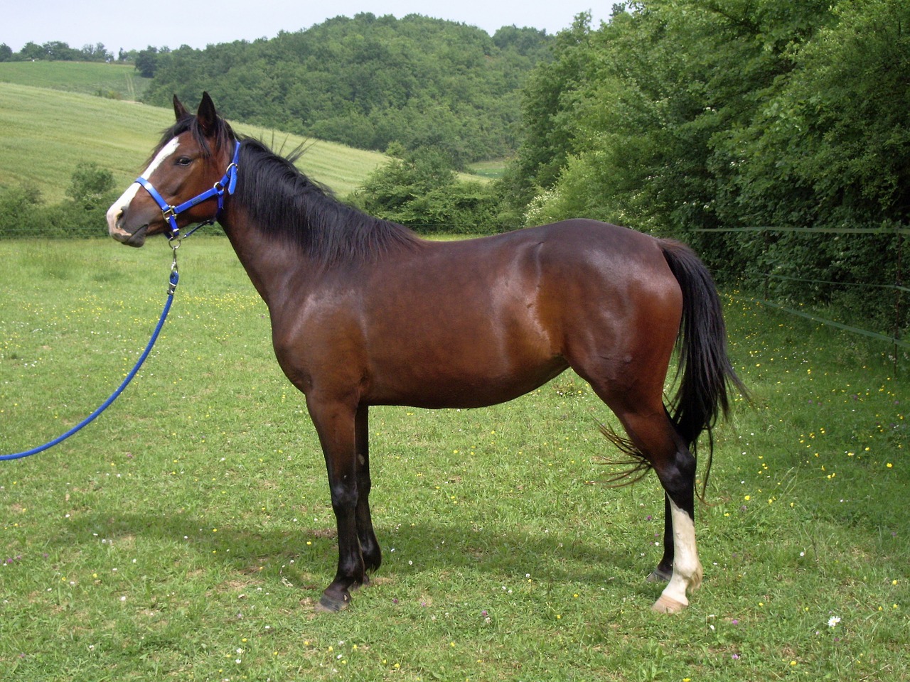 Image - mare horse pre field prairie