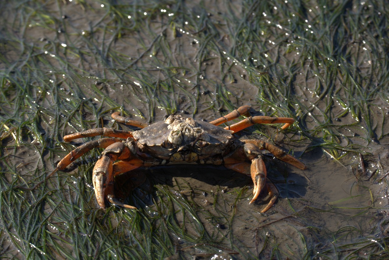 Image - crab short tail cancer zehnfußkrebs