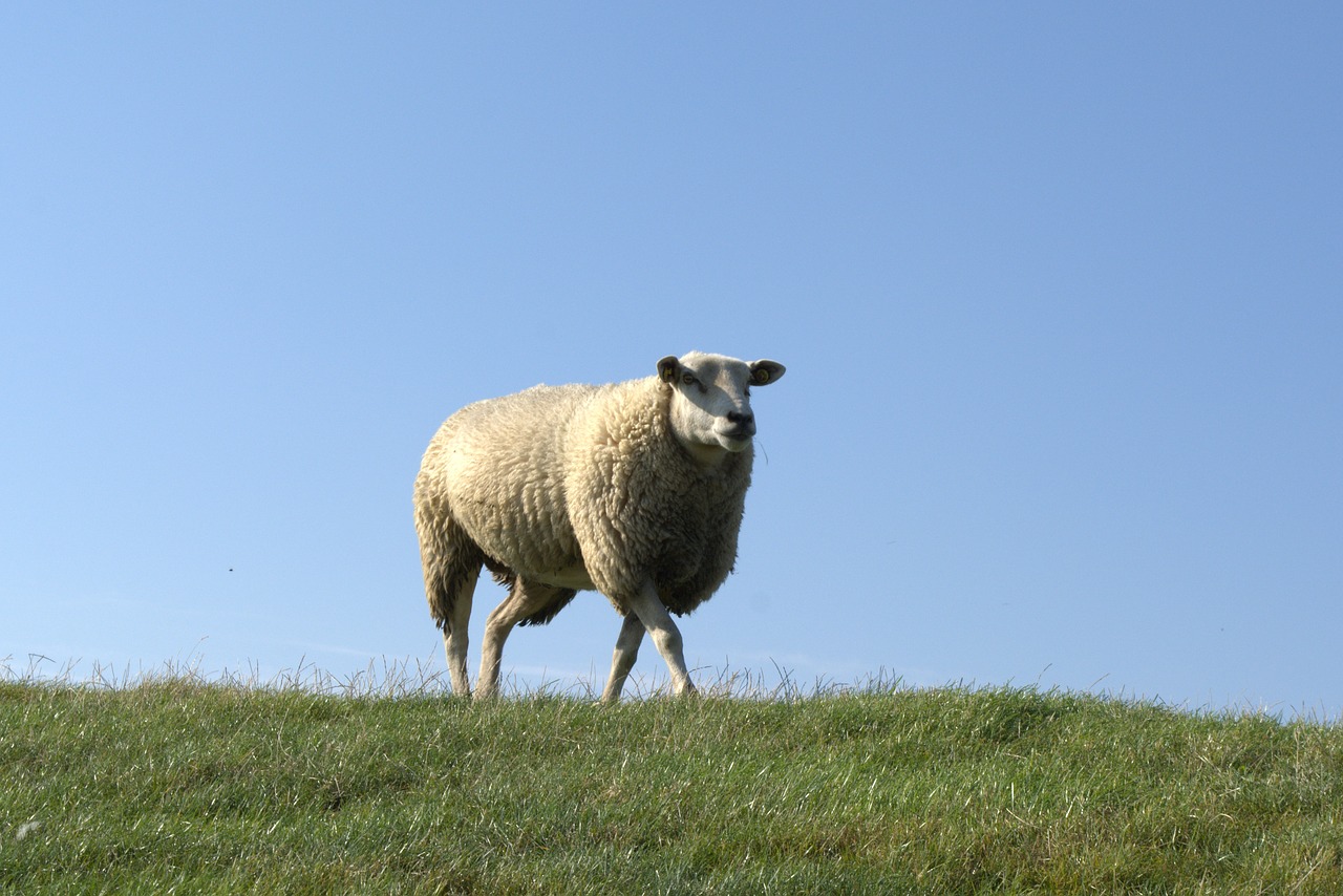 Image - sheep deichschaf dike north sea