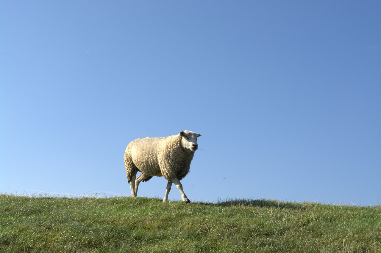 Image - deichschaf sheep animal