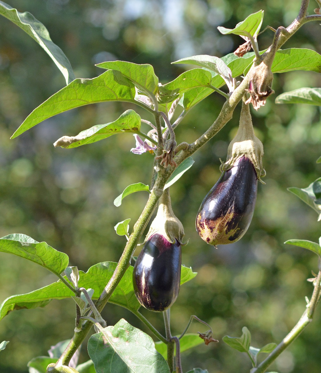 Image - vegetable eggplant vegetable garden