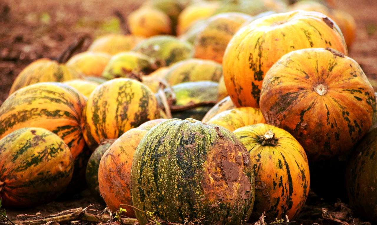 Image - pumpkin pumpkin box squash color