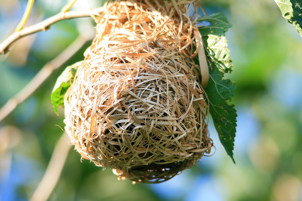 Image - bird s nest nest bird s weaver s