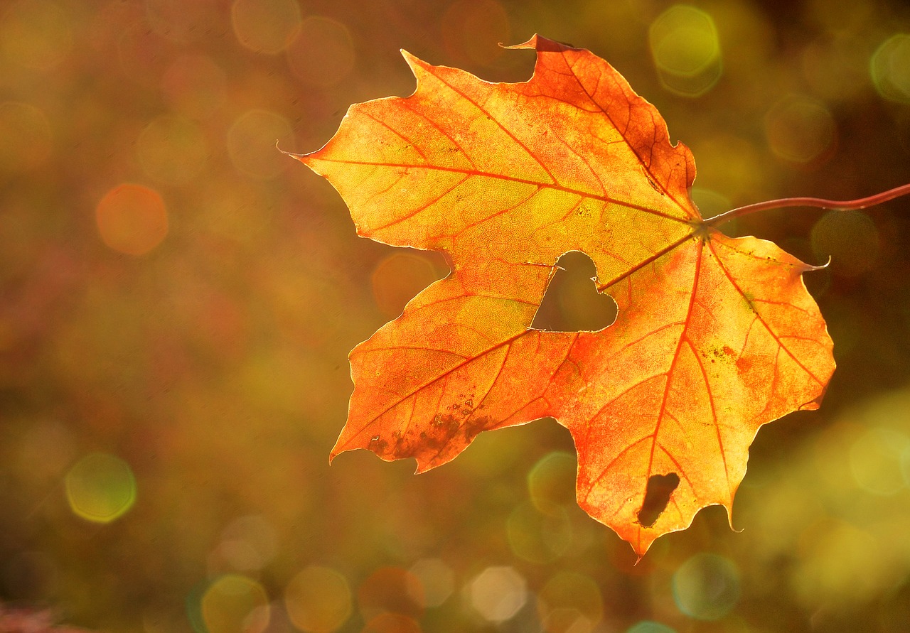 Image - heart sweetheart leaf autumn maple