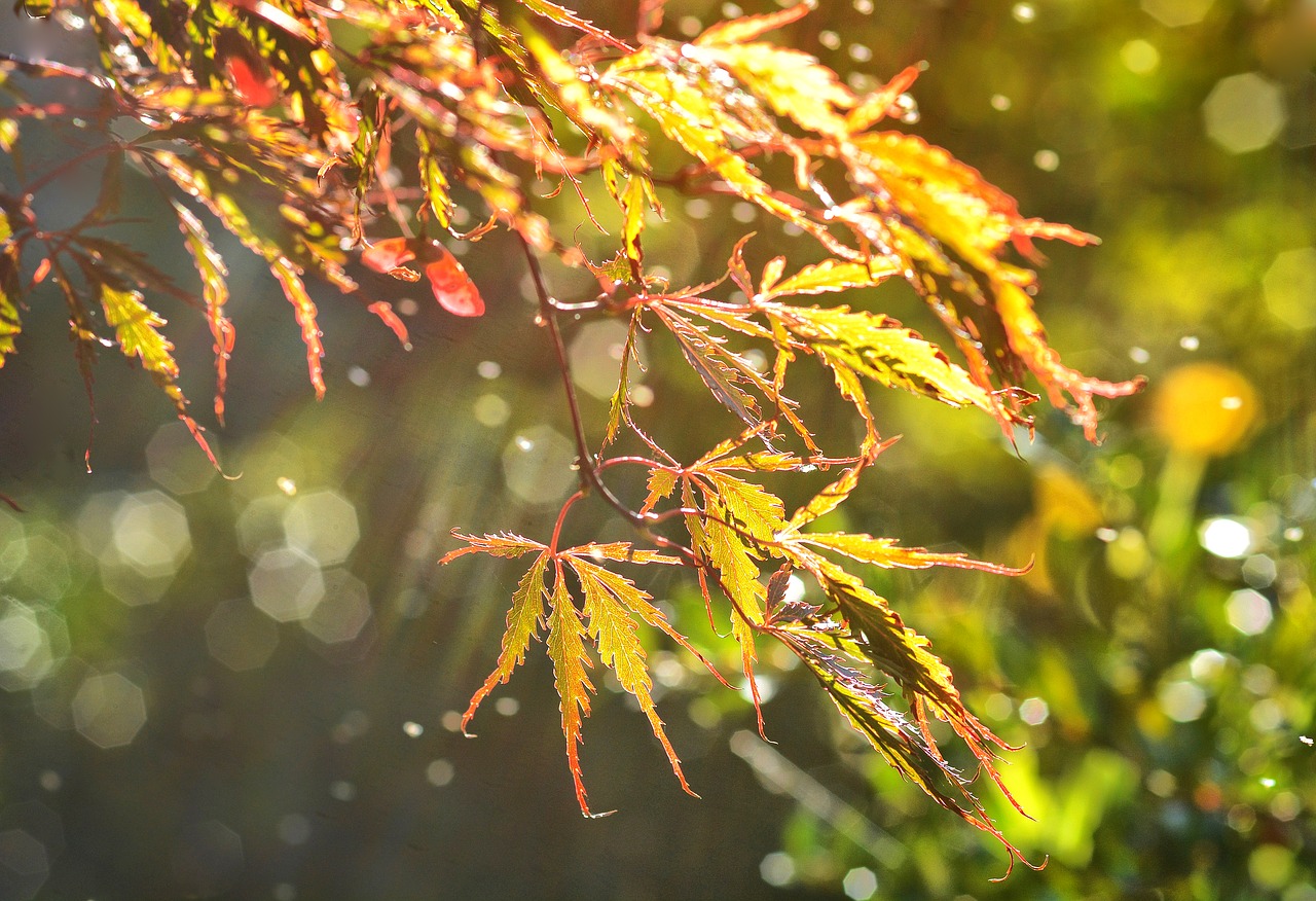 Image - leaf autumn maple bokeh nature