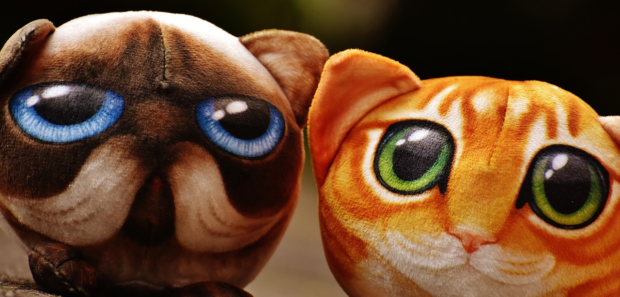 Image - cat stuffed animals cute