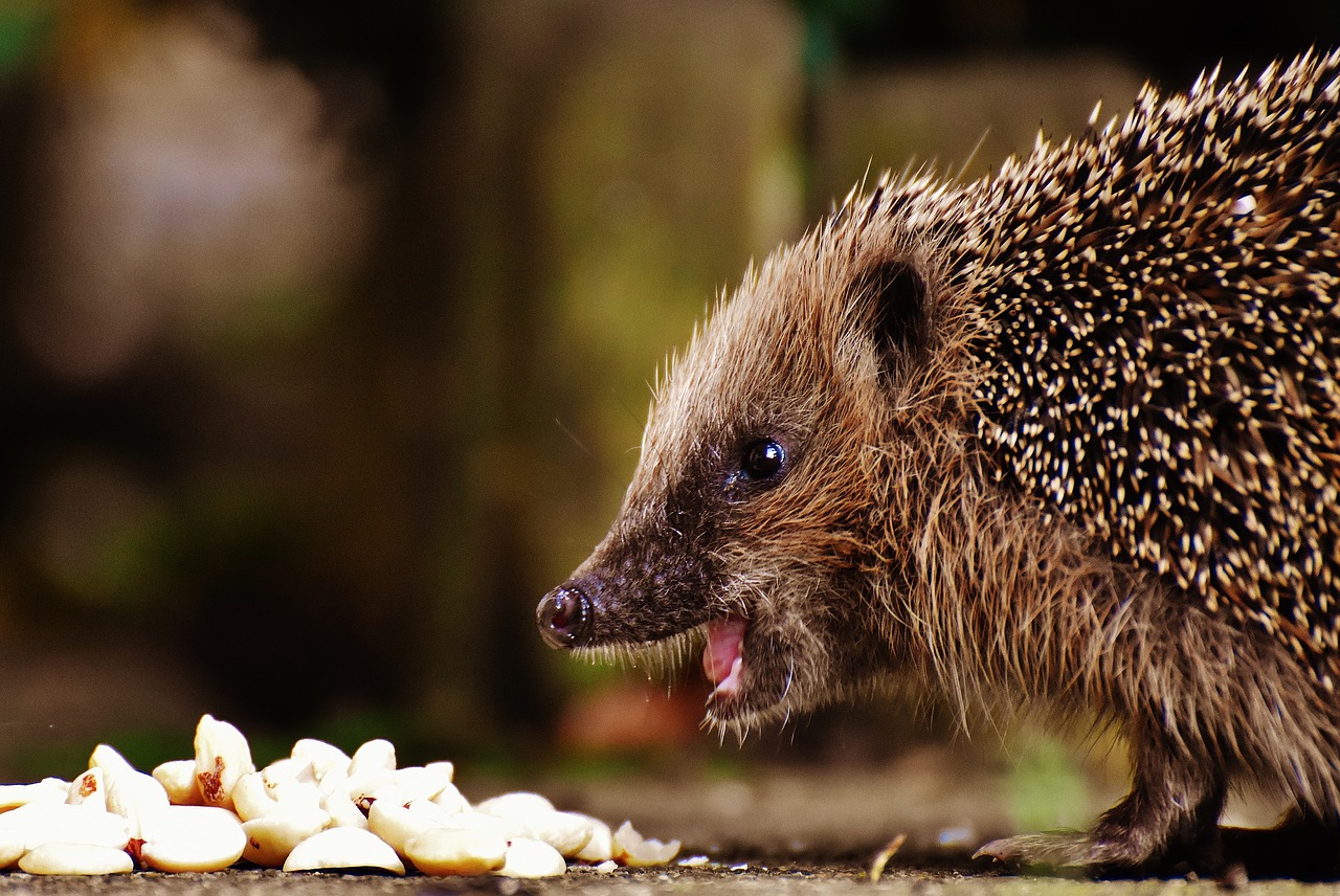 Image - hedgehog child young hedgehog
