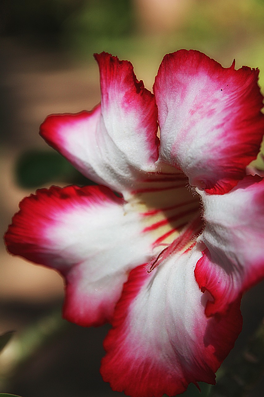 Image - impala lily lily chalice flower