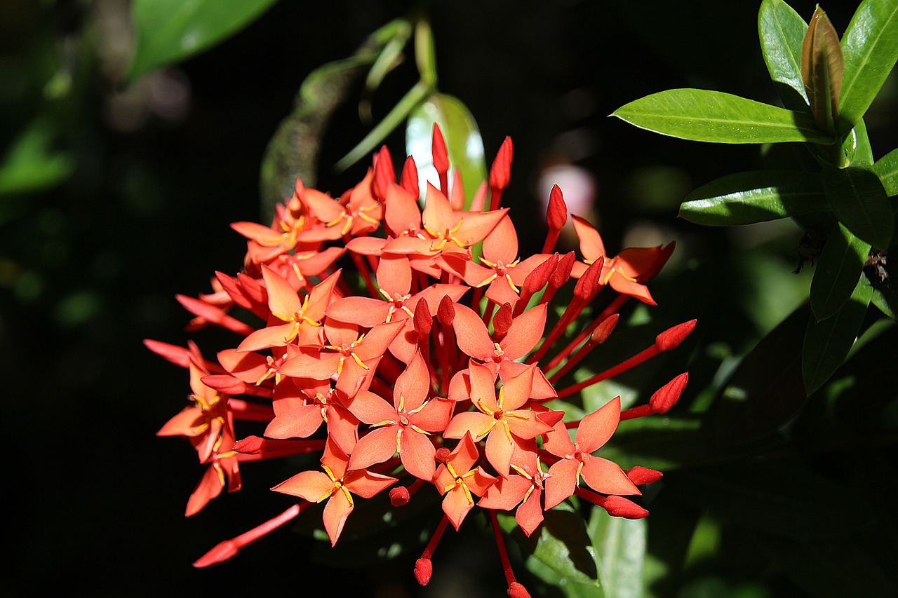 Image - kanakambaram orange flower