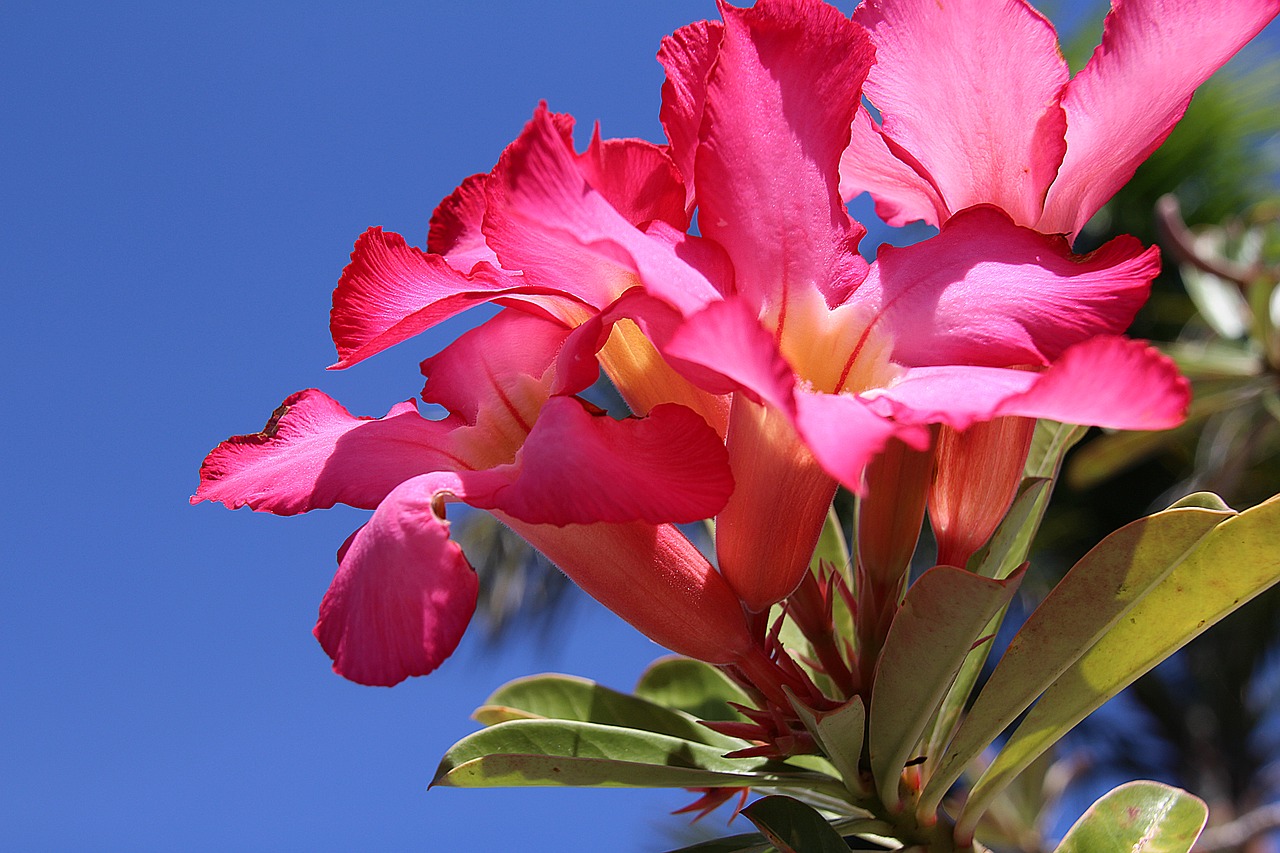 Image - impala lily lily chalice flower