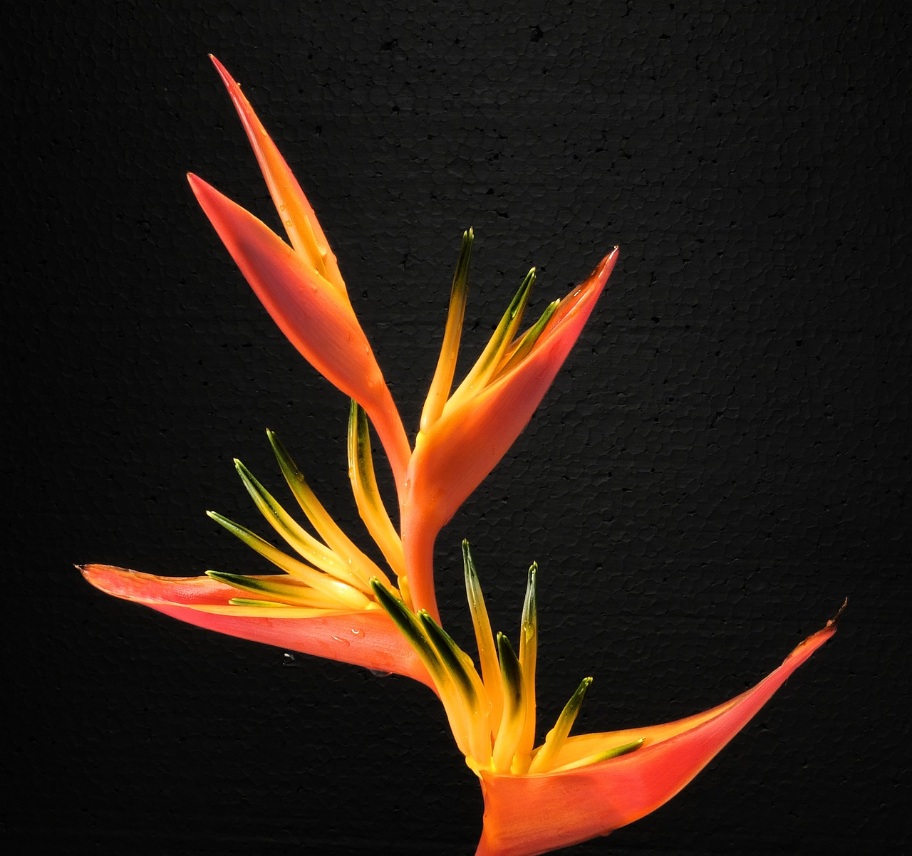 Image - bird of paradise flower caudata