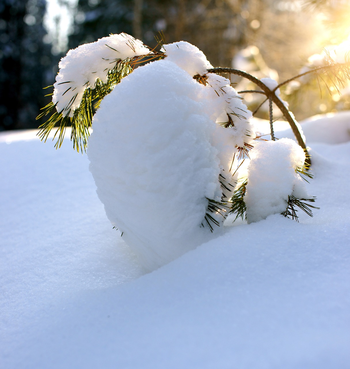 Image - pine winter snow winter forest