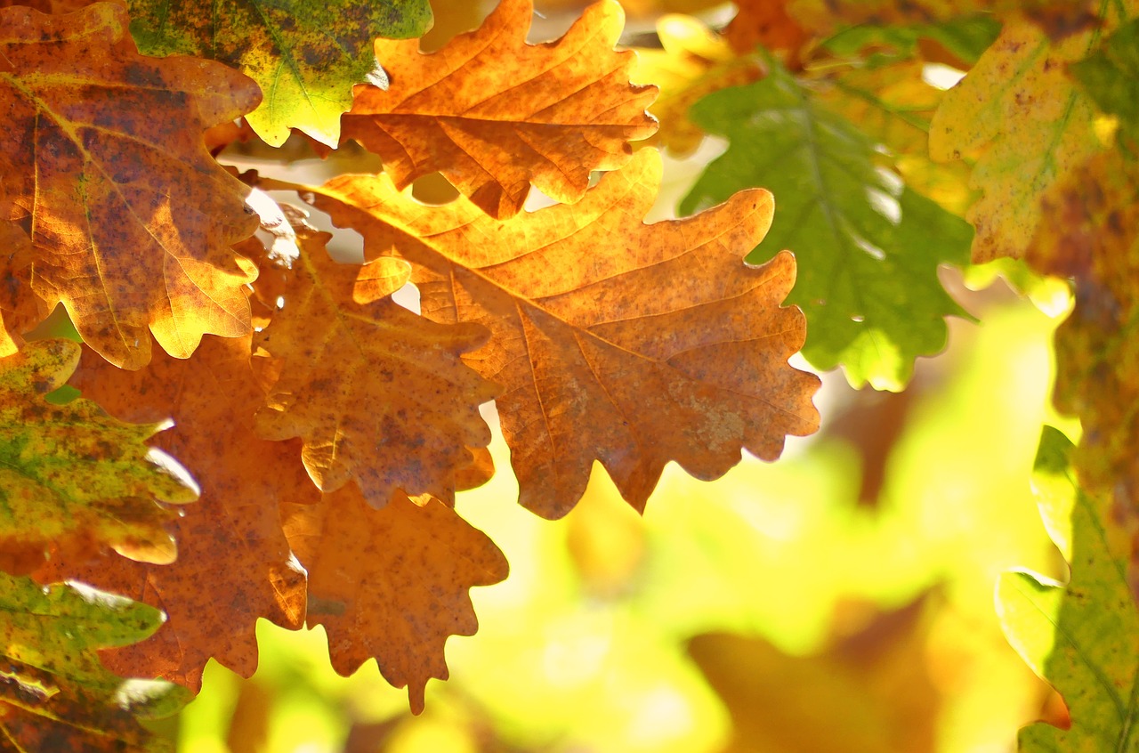 Image - oak leaves autumn fall foliage