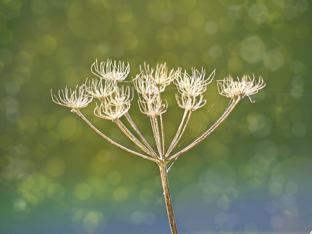 Image - yarrow plant frost blossom bloom