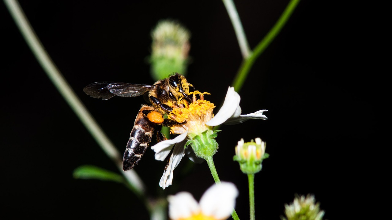 Image - bees deficit cool insects makro