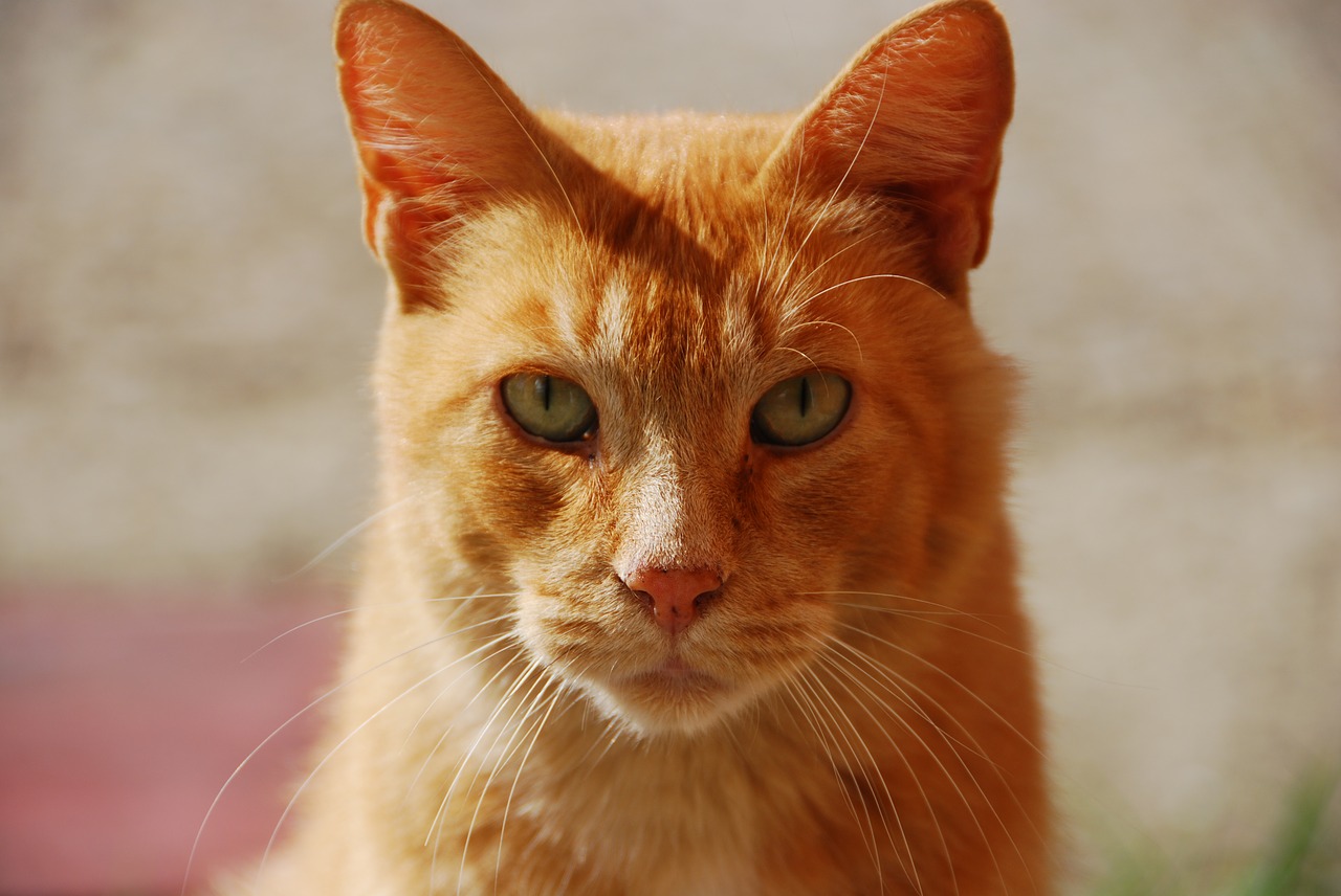 Image - red animal portrait of cat pet