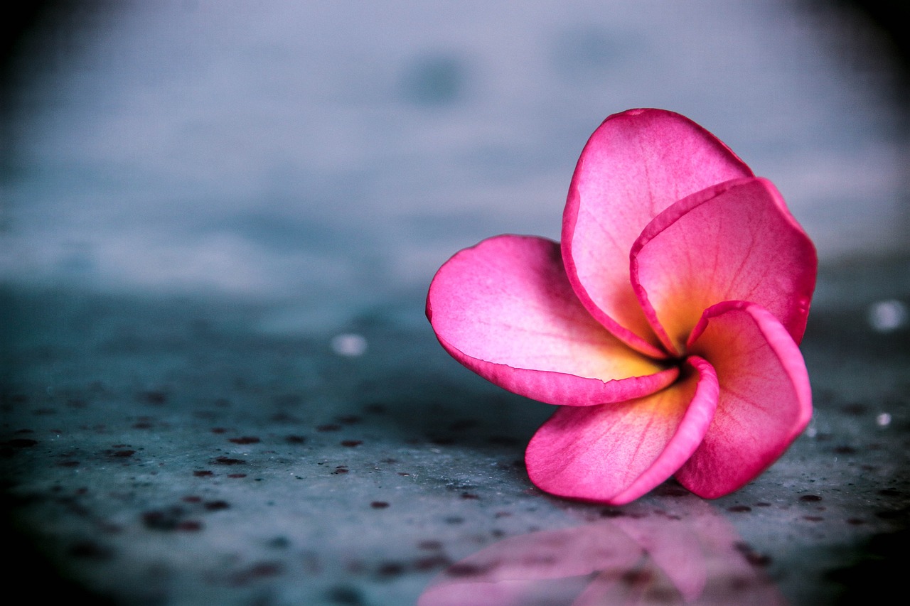 Image - plumeria araliya flowers sri lanka