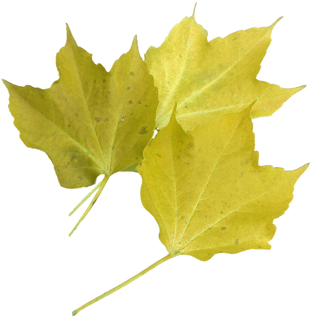 Image - isolated yellow maple leaf nature