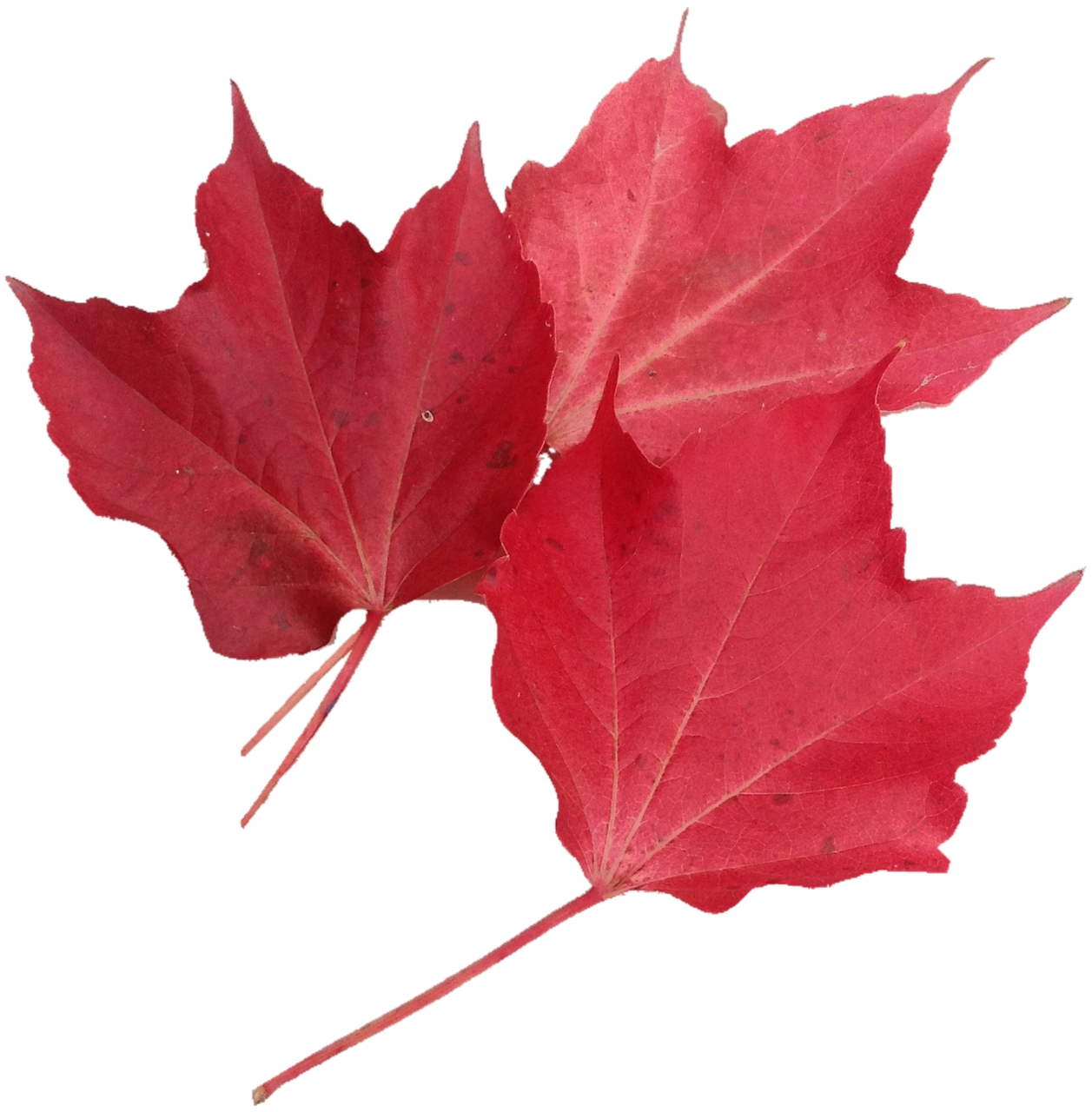 Image - isolated red maple leaf nature